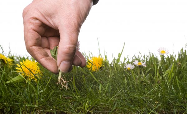 Lawn Weeding