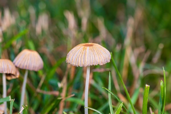 Lawn Fungus Removal