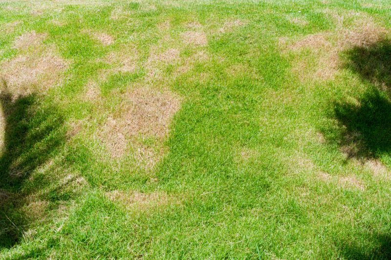 Lawn Fungus Control