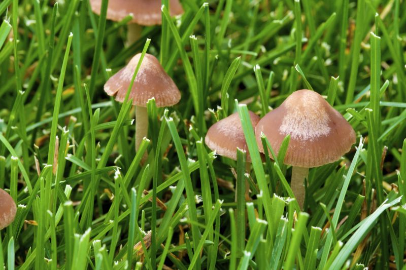 Lawn Fungus Control